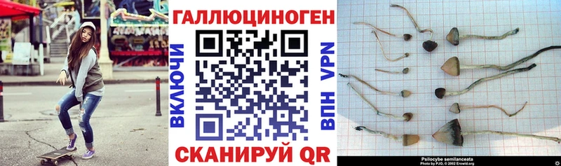 Псилоцибиновые грибы Cubensis  мориарти наркотические препараты  Кизляр  закладки  кракен как войти 